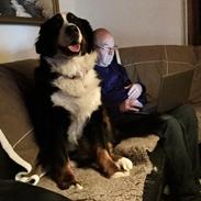 Berner sennenhund (A)Meena