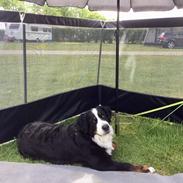 Berner sennenhund (A)Meena