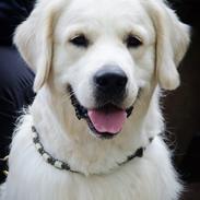 Golden retriever DKJUCH Manhattan v.d. Corner Brook