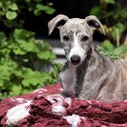 Whippet Daisy