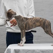 Whippet Daisy