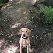 Labrador retriever Neatmoor Port Neill "Pede"