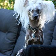 Chinese crested hårløs Malthe