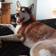 Siberian husky Sam