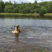 Schæferhund Sally