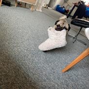 Mops Albert