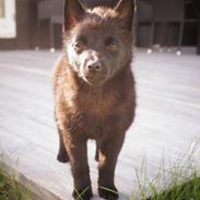 Schipperke Umi (Iumi Taien)
