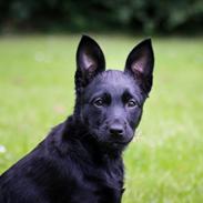 Australsk kelpie Makeelsa's Amazing Seia