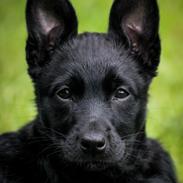 Australsk kelpie Makeelsa's Amazing Seia