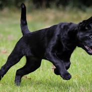 Australsk kelpie Makeelsa's Amazing Seia