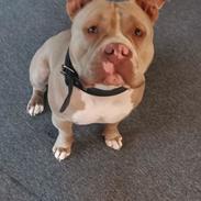 American Bully Arnold