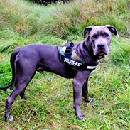 Cane corso Branco