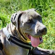 Cane corso Branco