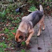 Schæferhund Alaya