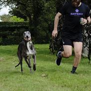 Greyhound Azul