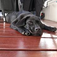 Labrador retriever Ludvig 