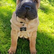 Shar pei Arne 