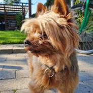 Yorkshire terrier Hovsa