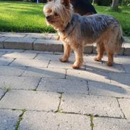 Yorkshire terrier Hovsa