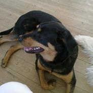 Blanding af racer Laika