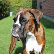 Boxer Argos