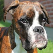 Boxer Argos