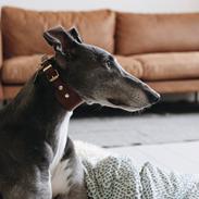 Greyhound Azul