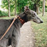 Greyhound Azul