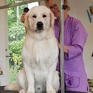 Golden retriever DKJUCH Manhattan v.d. Corner Brook