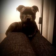 Staffordshire bull terrier Vom Hause Luna's Torben (Topper)