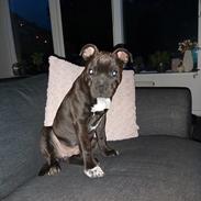 Staffordshire bull terrier Vom Hause Luna's Torben (Topper)