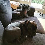 Staffordshire bull terrier Vom Hause Luna's Torben (Topper)