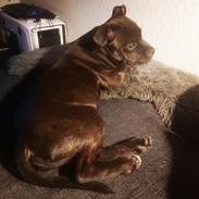 Staffordshire bull terrier Vom Hause Luna's Torben (Topper)