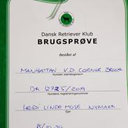 Golden retriever DKJUCH Manhattan v.d. Corner Brook