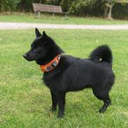 Schipperke Umi (Iumi Taien)