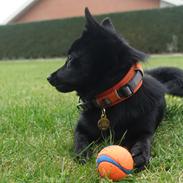 Schipperke Umi (Iumi Taien)