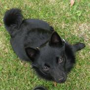 Schipperke Umi (Iumi Taien)