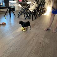 Mops Harmony’s High Quality’s Beef