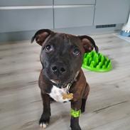 Staffordshire bull terrier Thor