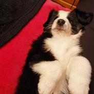 Miniature American Shepherd Nimbus (Truecolorsshining Busy Billybob)