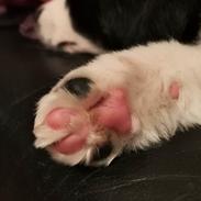 Miniature American Shepherd Nimbus (Truecolorsshining Busy Billybob)