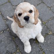 Amerikansk cocker spaniel Viggo Pedersen (Birkelys You're The One)