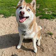 Siberian husky Trinity Beauty Kingdom Navjord