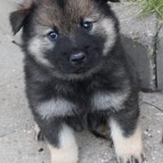 Eurasier Balto