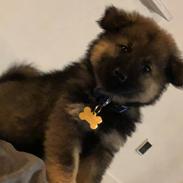 Eurasier Balto