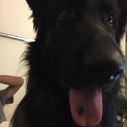 Schæferhund Rambo