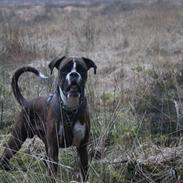 Boxer Argos