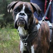 Boxer Argos