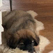 Leonberger Ancho