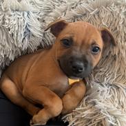 Staffordshire bull terrier Vega